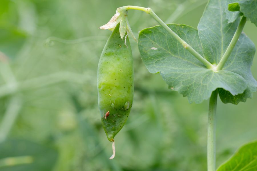 How to Treat Pea Plants That Are Dying From the Bottom Up The