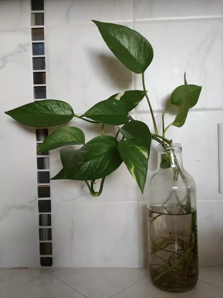 29 Plants That Grow in Water Only (Without a Hydroponic System) The