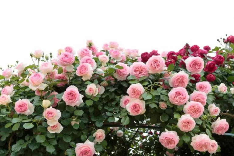 How Fast Do Climbing Roses Grow? The Practical Planter
