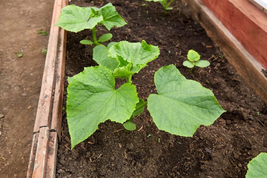Cucumber Plant Not Growing? (4 Common Mistakes and What to Do) The