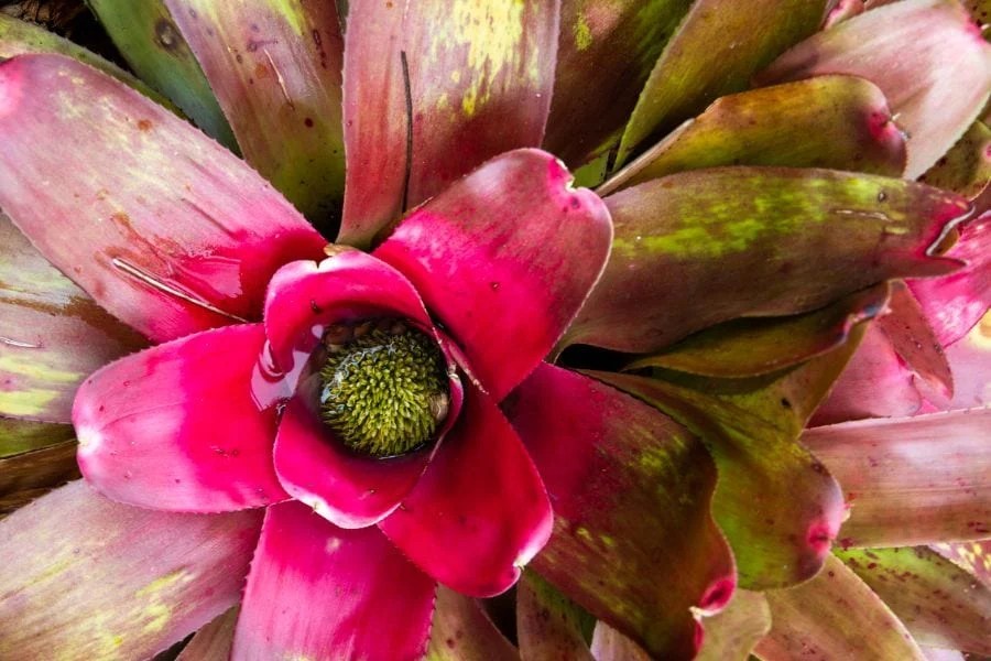 7 Reasons Your Bromeliad Leaves Are Turning Brown or Yellow The