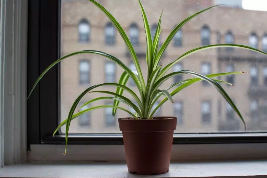 7 Compelling Reasons Why Everyone Should Own a Spider Plant The