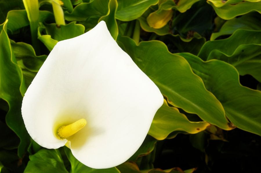 What Causes Calla Lily Leaf Curling? (5 Possibilities) The Practical