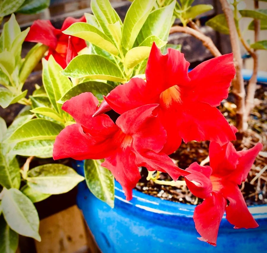 6 Reasons for the Leaves on Mandevilla Turning Yellow The Practical
