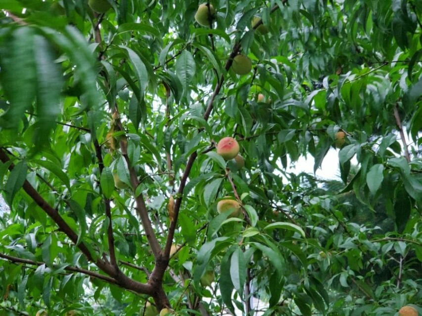 Giant Peaches or Tiny Treats? Picking the Perfect Peach Tree for You