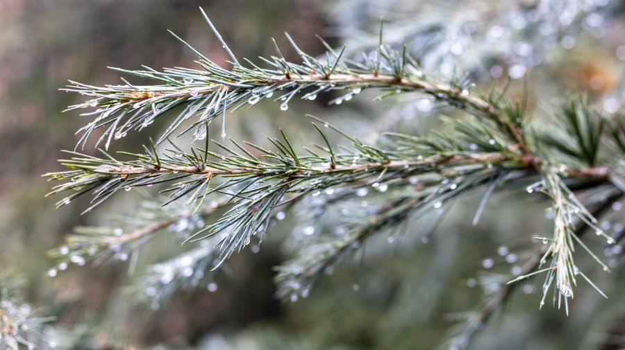 How Fast Do Pine Trees Grow? (And Which Grow the Fastest?) The