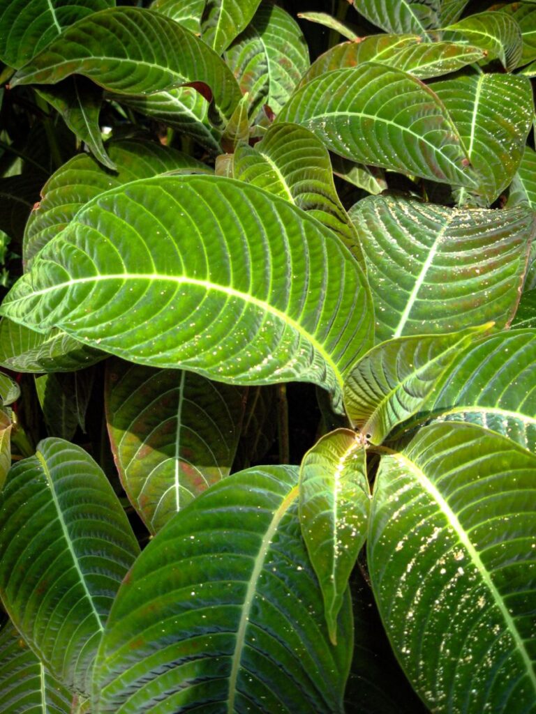 Does Your Zebra Plant Have Brown Tips? Here's Why The Practical Planter