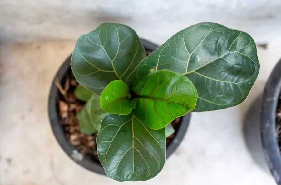How to Notch Your Fiddle Leaf Fig Tree for Branching The Practical