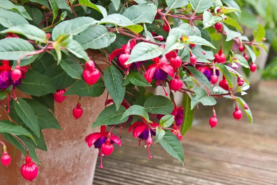 Everything You Need to Know About Fuchsia Care The Practical Planter