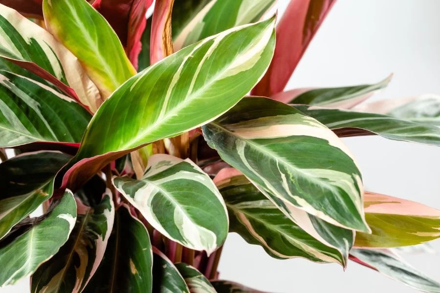 11 Reasons Why Your Calathea Leaves Are Turning Yellow The Practical