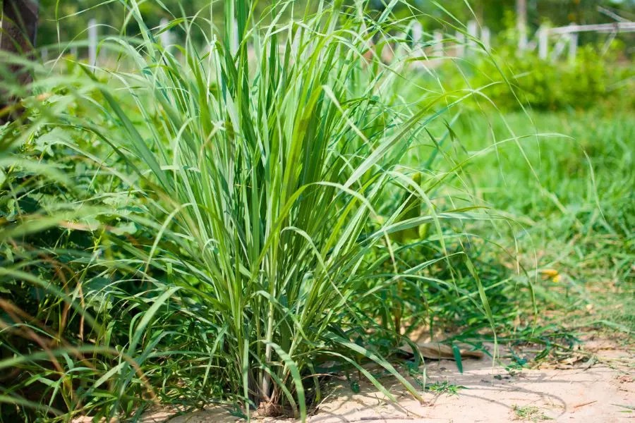 Lemongrass The Rapid Spreader You Should Monitor Closely The