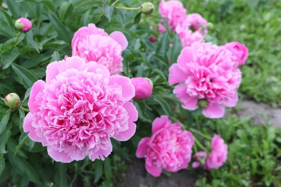 Do Peonies Spread on Their Own? The Practical Planter