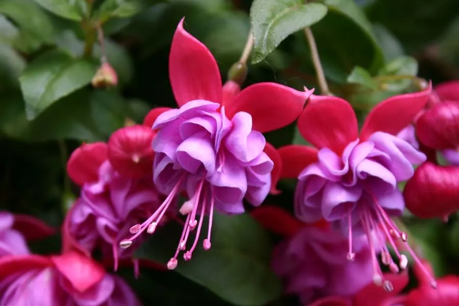 Fuchsia Buds Not Opening? 5 Common Culprits The Practical Planter