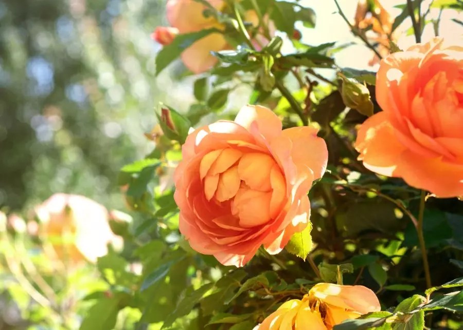 Why Are My Roses Wilting? (7 Common Reasons) The Practical Planter