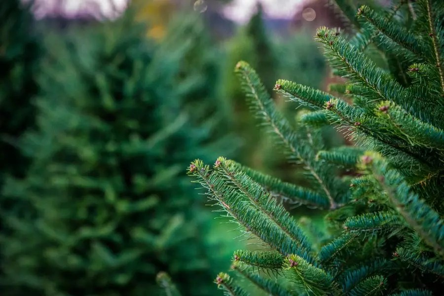 5 Important Pine Tree Benefits That You Should Know About The