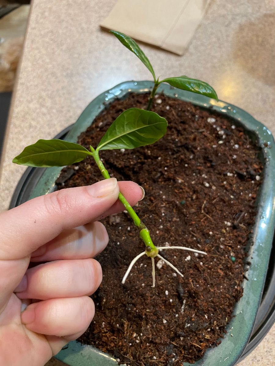 Can Gardenia Cuttings Be Rooted in Water? (What to Expect) The