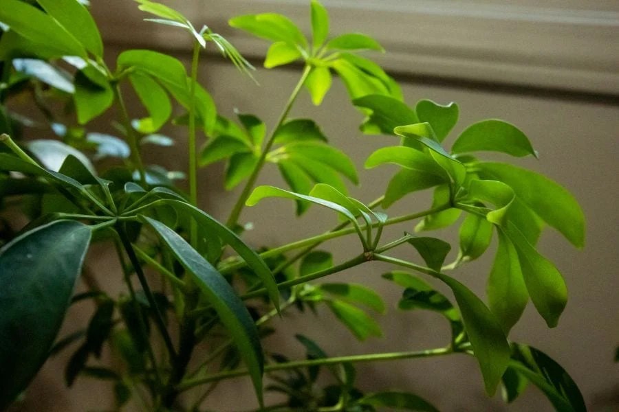 Why Is My Umbrella Plant Dying? (5 Common Causes) The Practical Planter