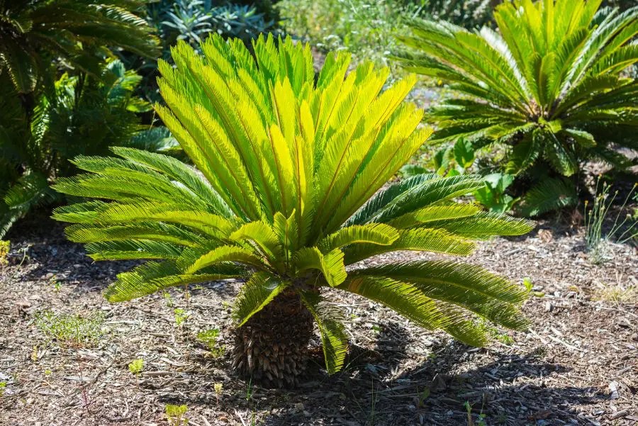 Why is My Sago Palm Turning Yellow? (And What to Do About It) The