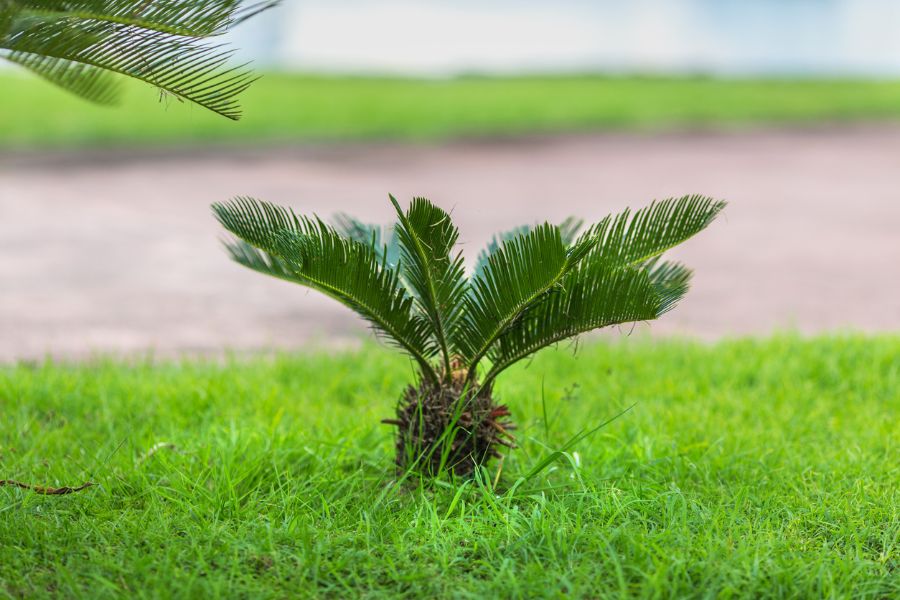 Why is My Sago Palm Turning Yellow? (And What to Do About It) The
