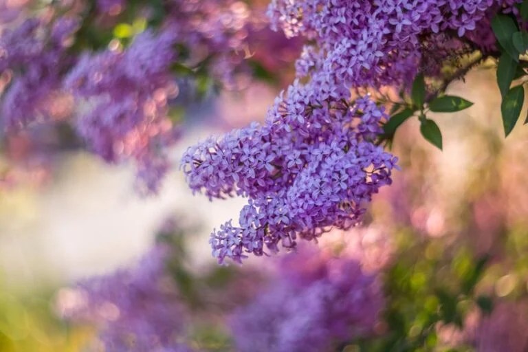 The Surprising Growth Rate of Lilac Bushes (You Won't Believe How Fast