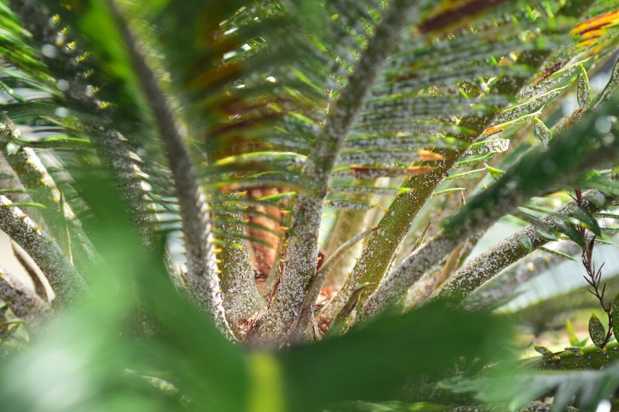 Why is My Sago Palm Turning Yellow? (And What to Do About It) The