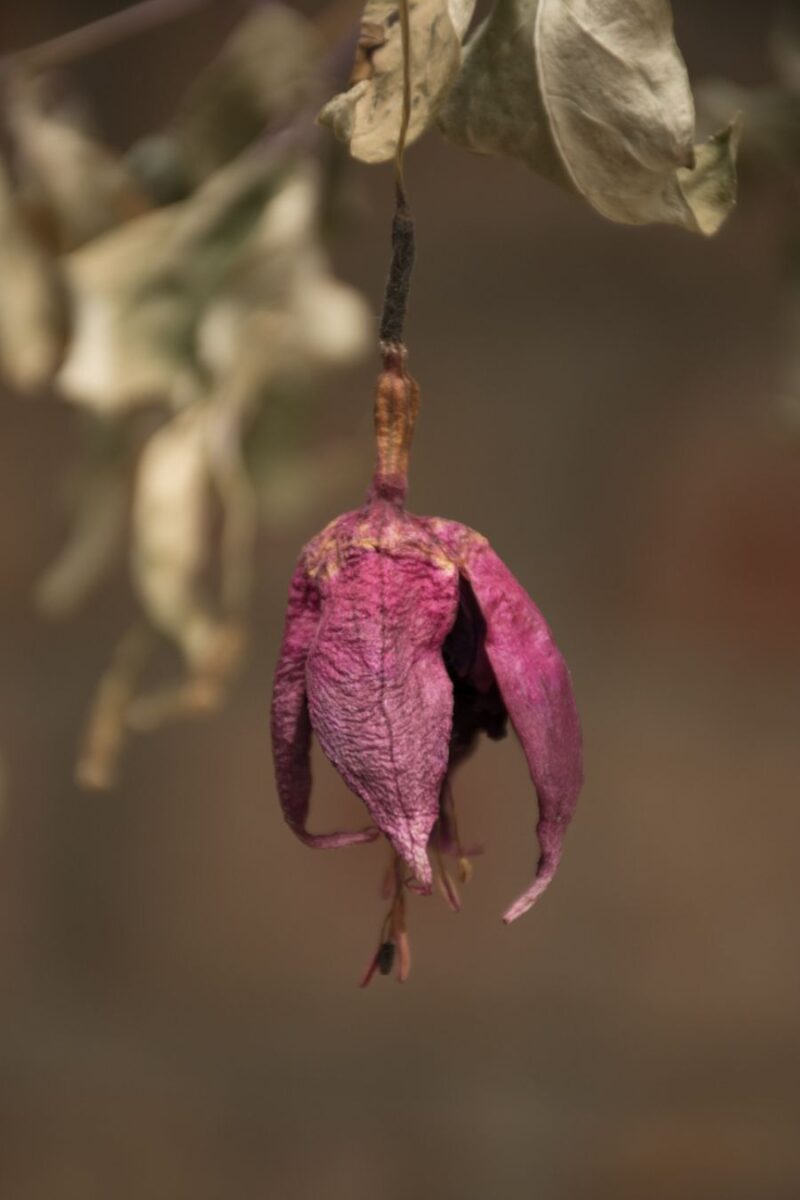 Why Are My Fuchsia Leaves Curling? (3 Common Causes) The Practical