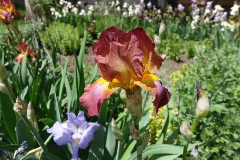 Irises Not Blooming Yet? 5 Often Overlooked Causes The Practical Planter