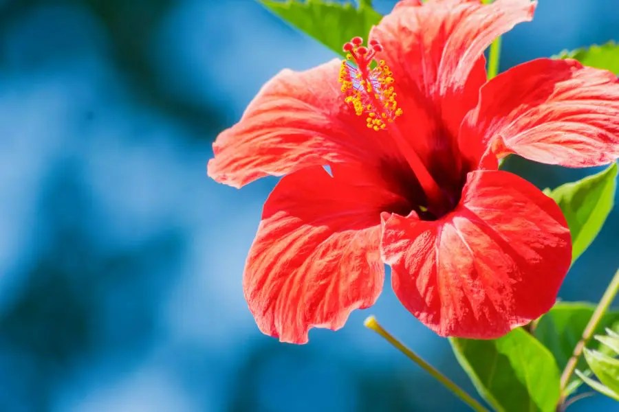 How Big Do Hibiscus Trees Get? (Plus Tips to Control Their Size) The