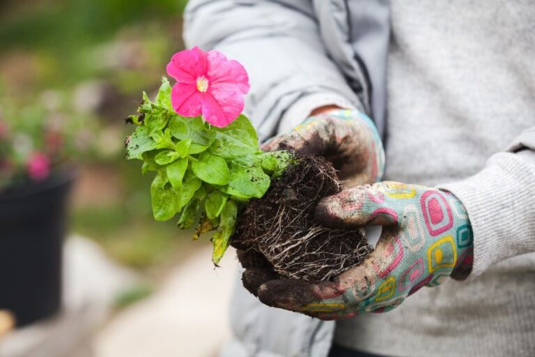 Why Are My Petunia Leaves Turning Brown? (4 Common Causes) The Practical Planter