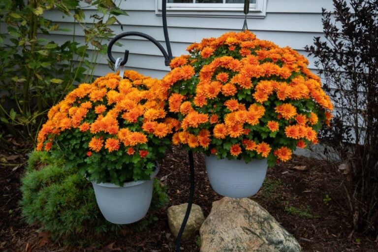 Why Are My Mums Dying? (5 Common Reasons) The Practical Planter