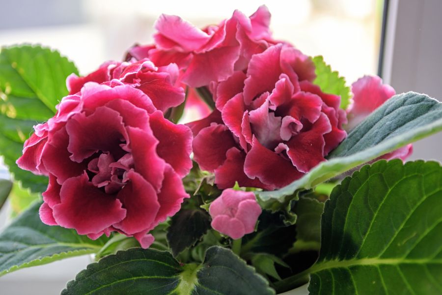 Chase Away Winter Blues with These 5 Blooming Beauties for Your Home