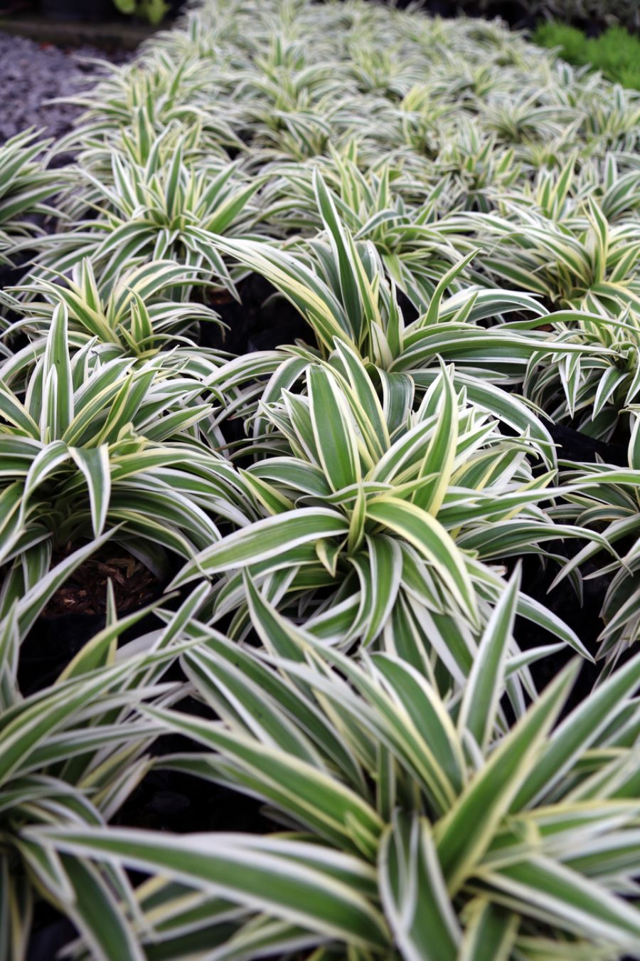 Spider Plant Care Proven Techniques for Growing Healthy and Happy