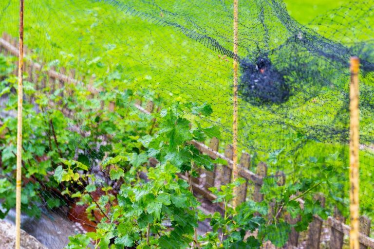 10 Effective Ways to Keep Birds Out of Your Garden The Practical Planter