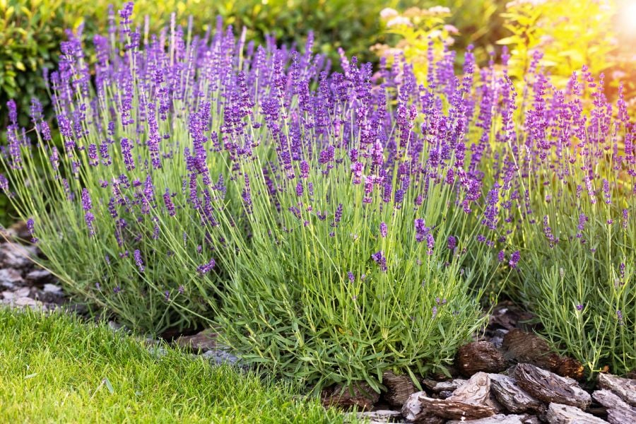 10 Great Plants That Repel Fleas and Ticks The Practical Planter