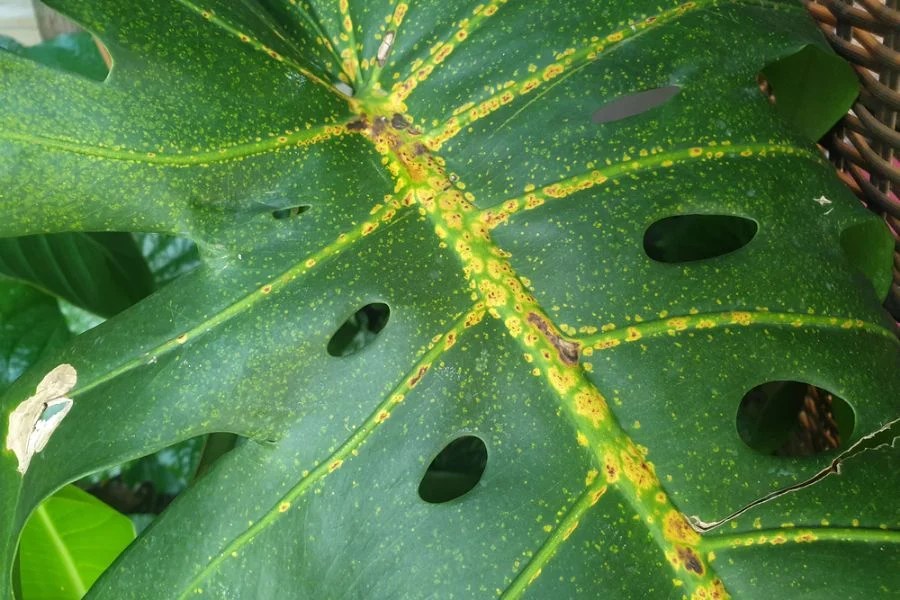 Rust Fungus on Monsteras (Causes, Identification, and Treatment) The
