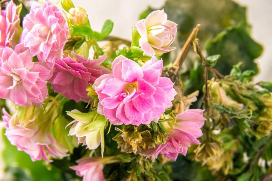 How to Repot Kalanchoe (And When You Need to Do It) The Practical Planter