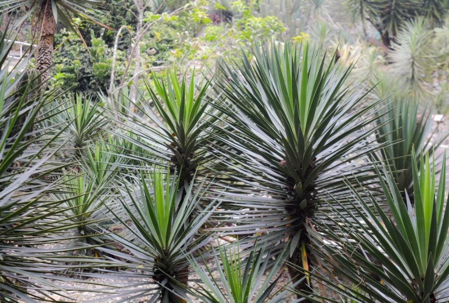 Do Yucca Plants Spread? (3 Tips for Controlling It) The Practical Planter