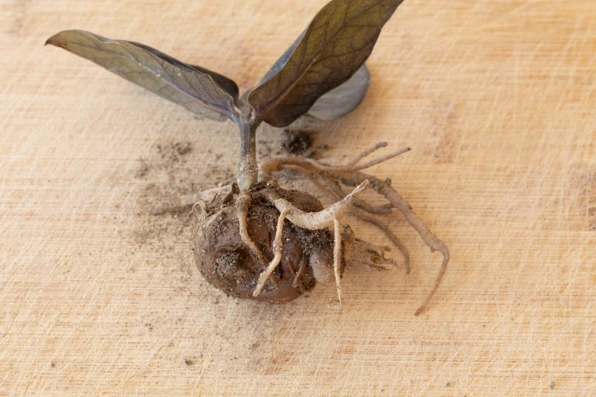 7 ZZ Plant Diseases and Issues You Should Know About The Practical