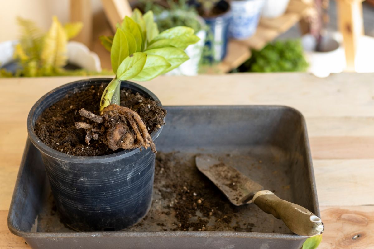 4 Causes of a ZZ Plant with an Exposed Root Bulb The Practical Planter