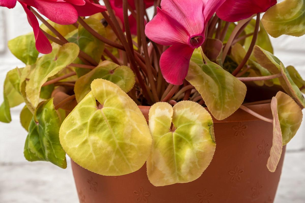 Common Causes of Cyclamen Flowers Turning Yellow The Practical Planter