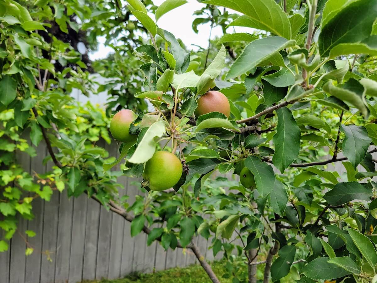 Grow Your Own Orchard How To Plant Fruit Trees in Your Backyard The