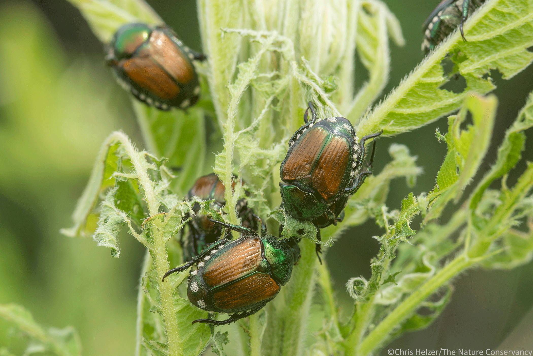 Why Do Insects Have to Be Either ‘Beneficial’ or ‘Pests’? The Prairie