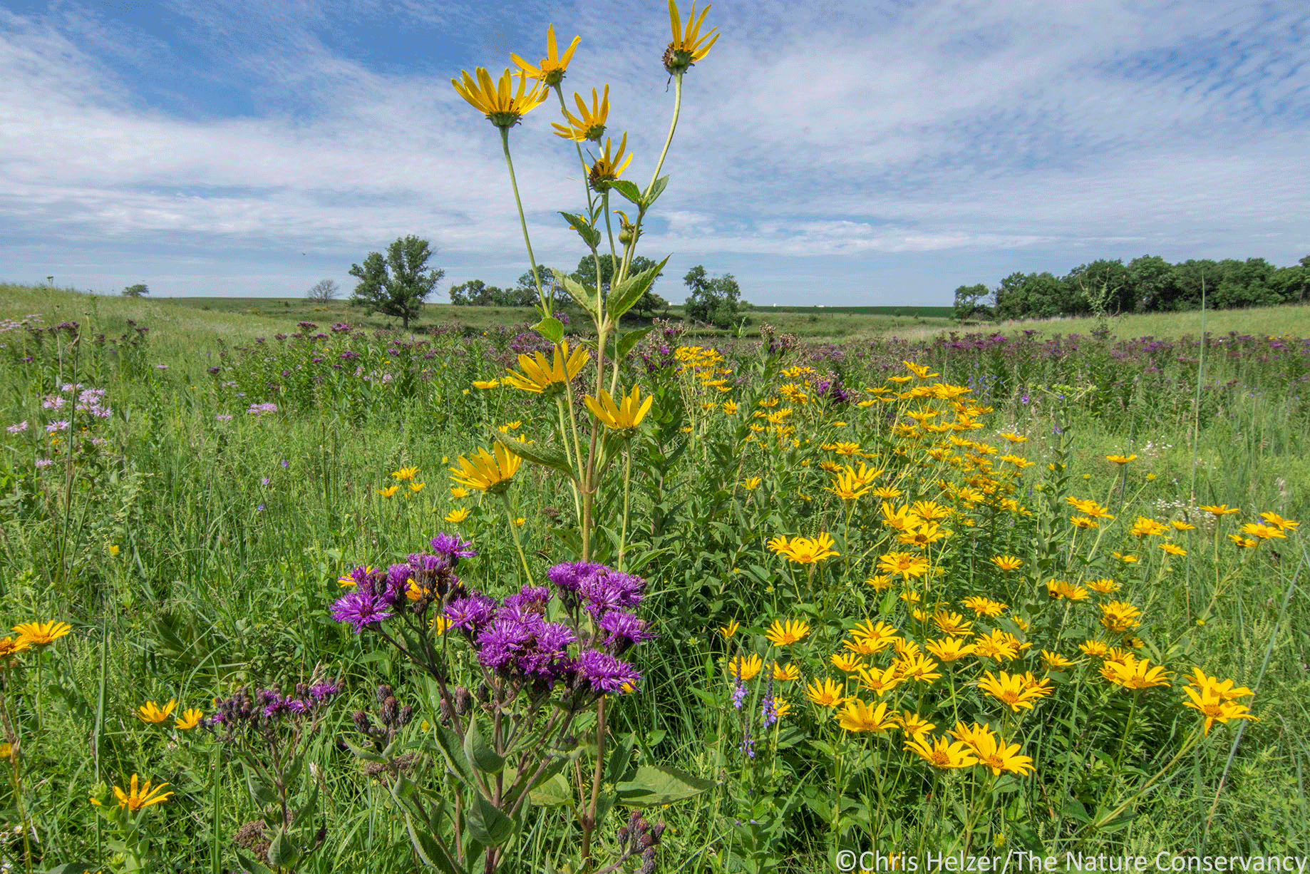What They Don’t Want You To Know About Prairies Part 1 The Prairie