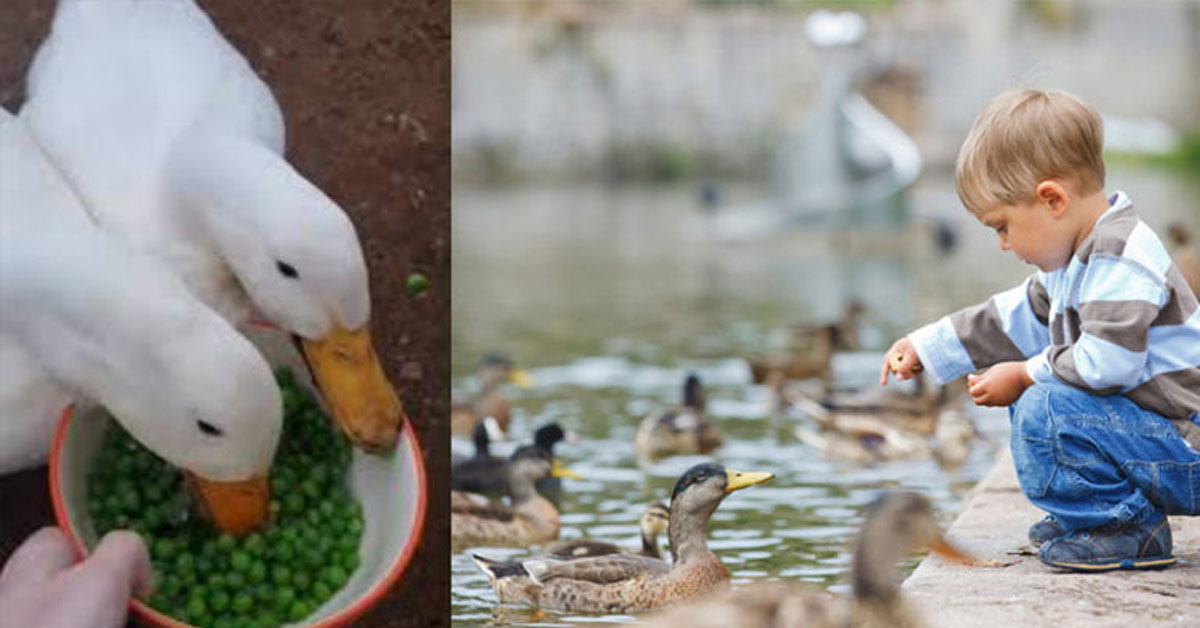 Feed Ducks Frozen Peas, Not Bread, Wildlife Organization Urges The