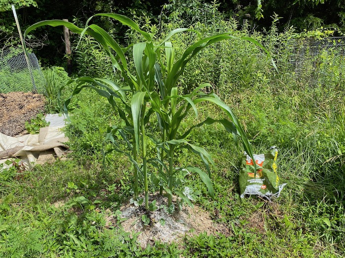 Beginner’s guide to survival gardening The Prepared