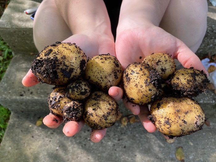 Best foods to grow in a survival garden The Prepared