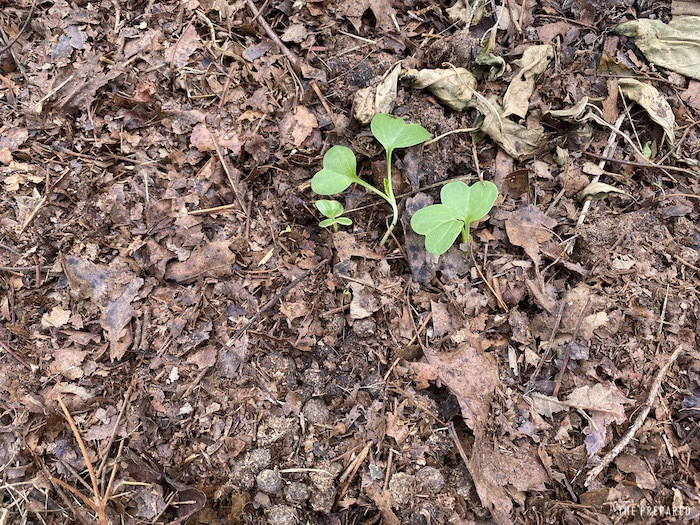 Make leaf mulch and biochar to enrich your garden this fall The Prepared