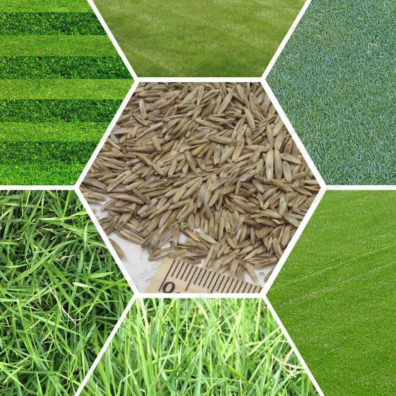 How to Efficiently Apply Fertilizer or Grass Seed in Your Lawn The