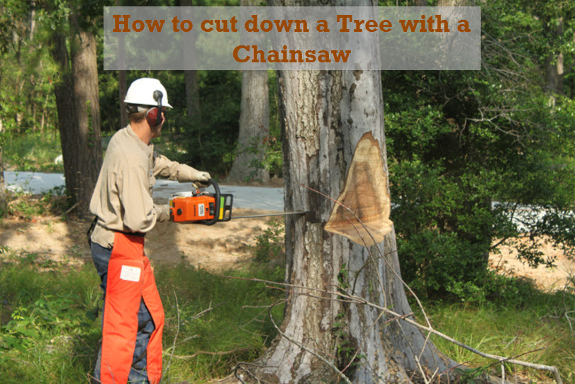 How to Cut Down a Tree with a Chainsaw The Cutting Professionals How to Cut Down a Tree with a Chainsaw The Cutting Professionals