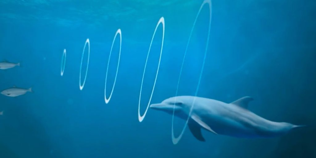 What is echolocation and which animals use it? The Prodigious